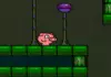 Pigdream